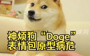 Download Video: 确诊白血病和肝病，神烦狗“Doge”表情包原型病危