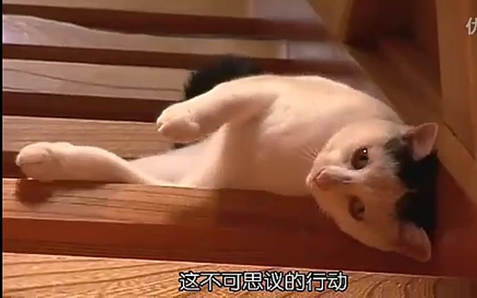 [图]猫咪物语（3）