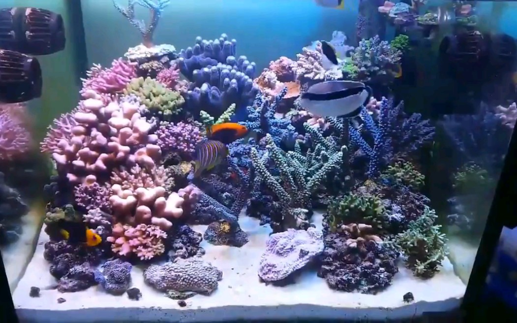 海缸饲养贼仙的硬骨珊瑚缸