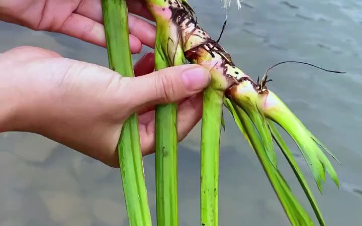 [图]石菖蒲你们见过吗