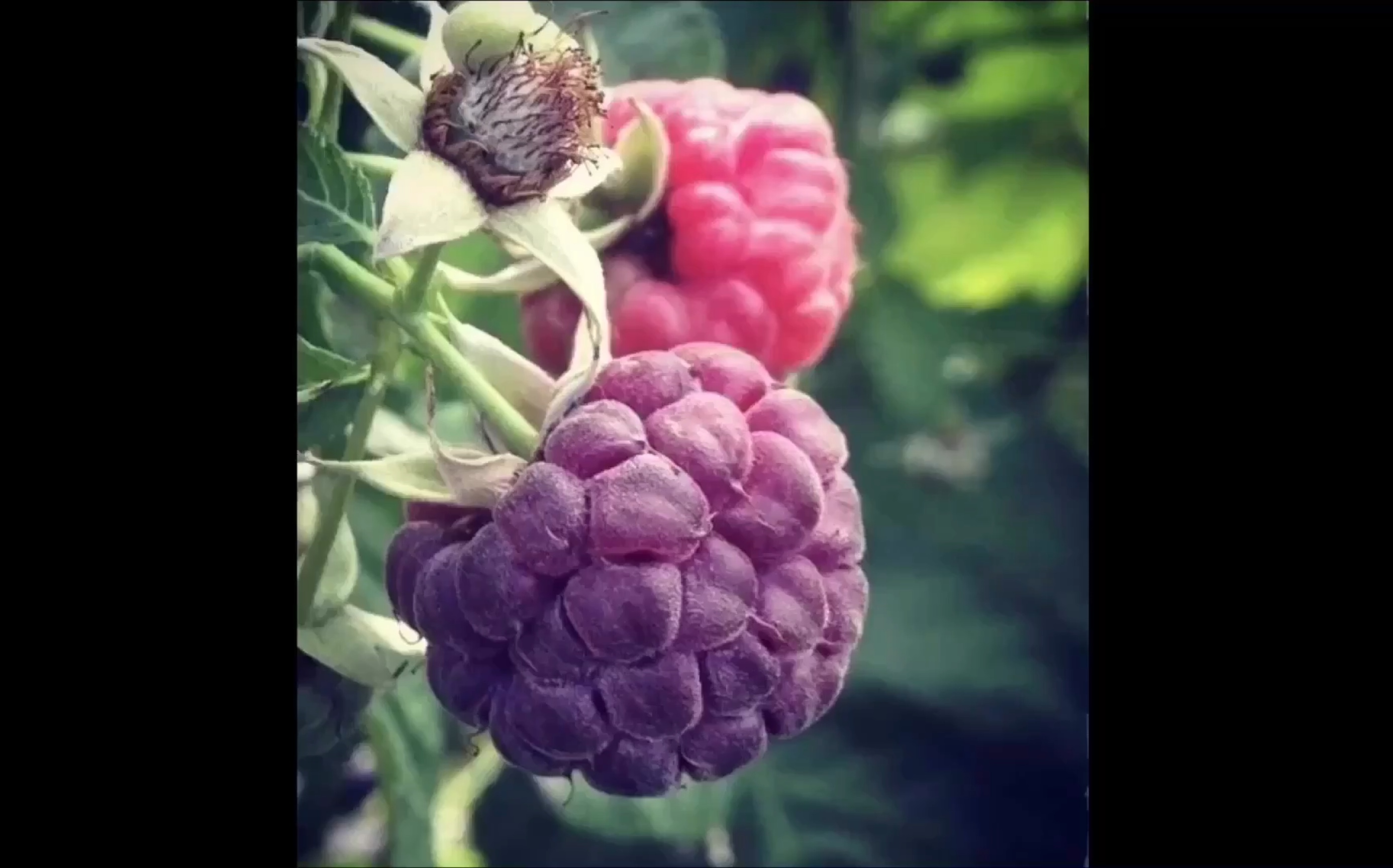 【魔法阳台#6】紫树莓扦插成活小经验,简单易学让你变绿手指_哔哩哔哩