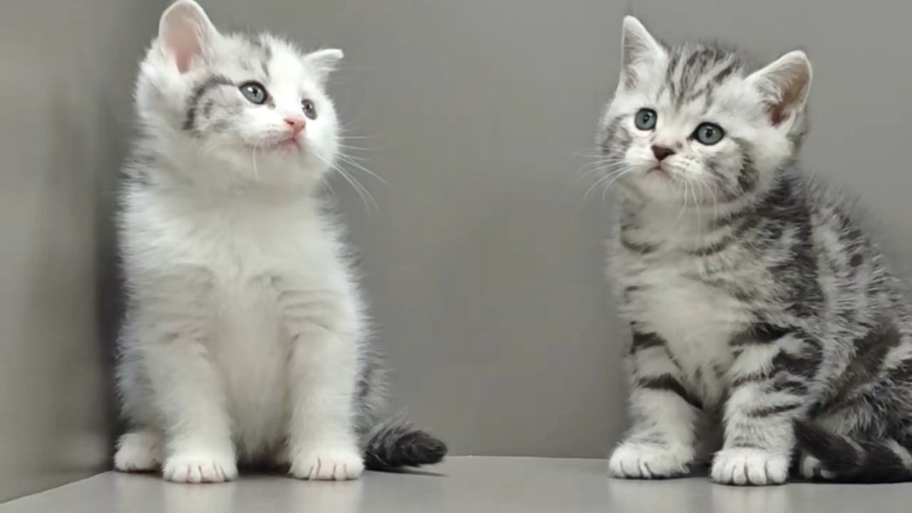 美短起司满背五粉 母标斑公1600