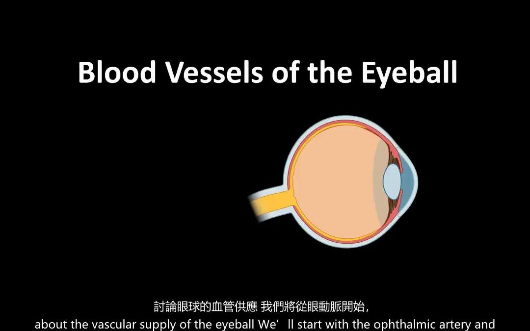 [图]【熟肉】【中英双字】【眼的血供/眼球血管系统】Blood Supply of the Eye