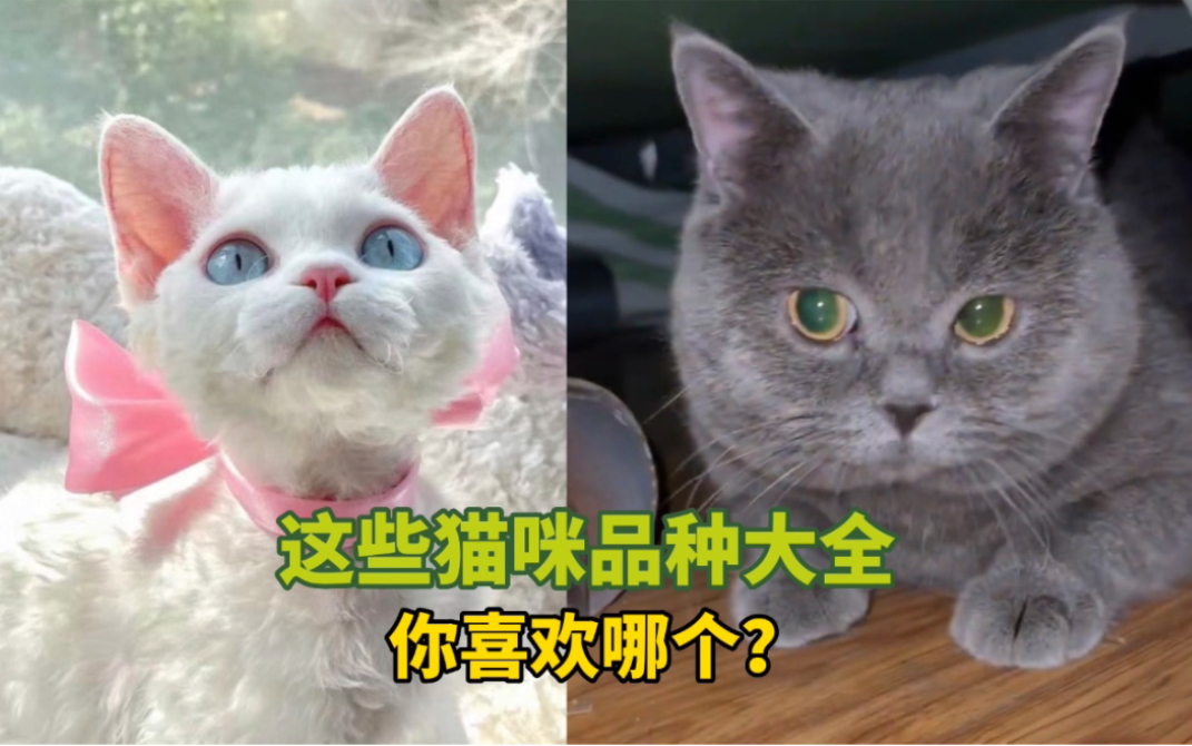 《这些猫咪品种大全》你喜欢哪只?哔哩哔哩bilibili