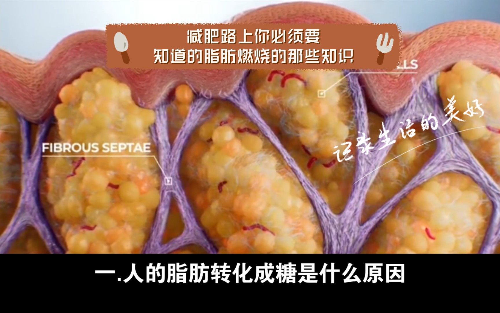 减肥路上你必须要知道的脂肪燃烧的那些知识.