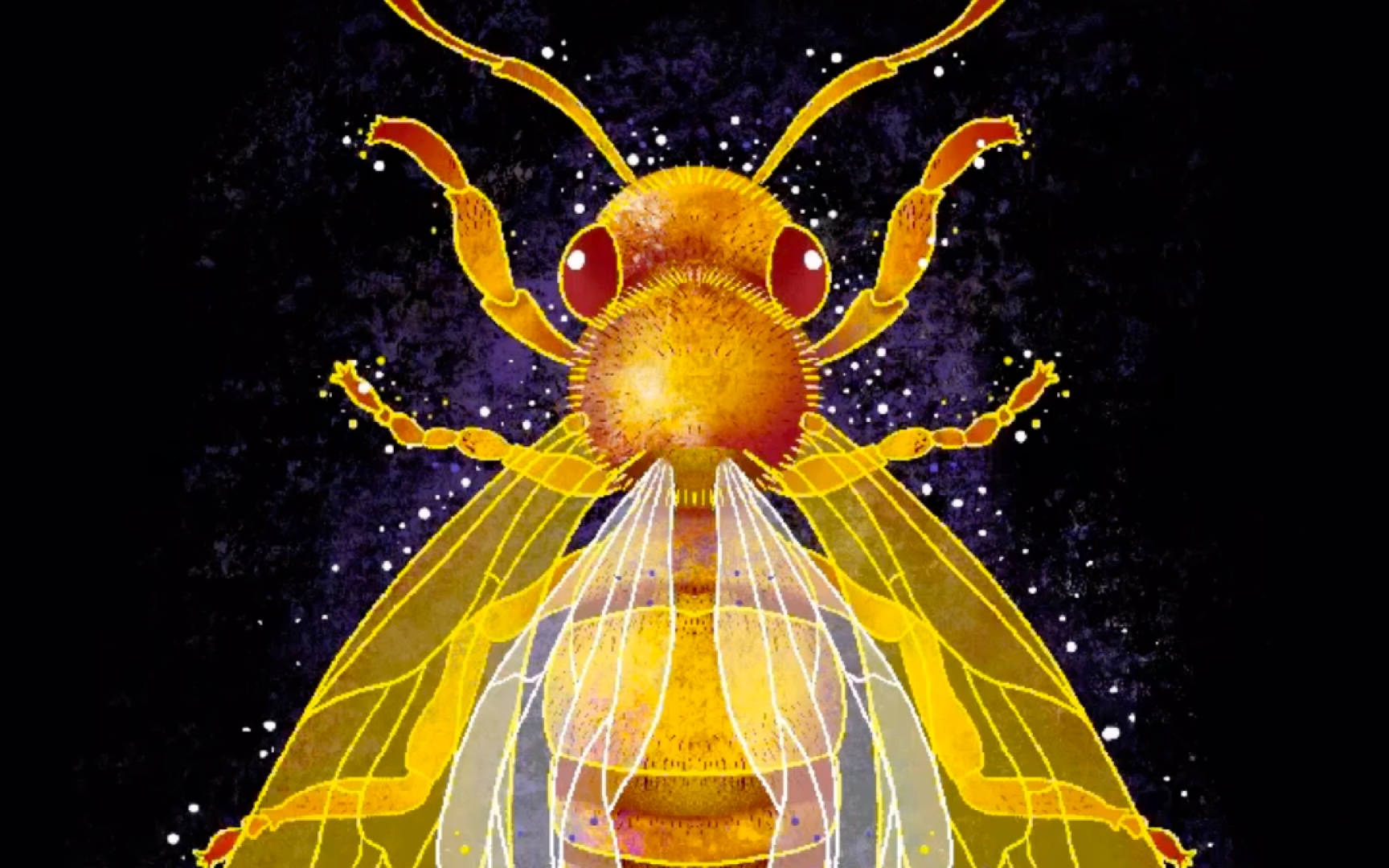 procreate第三节课蜂对称