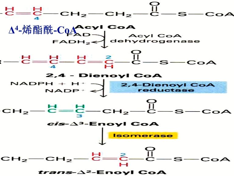 生物化學71.脂類代謝3