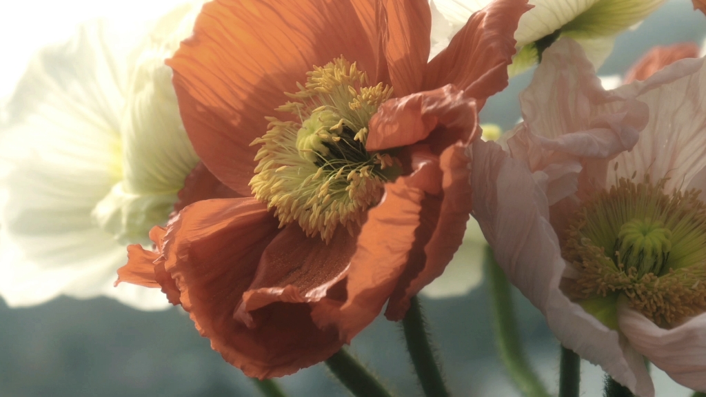 [摄影]阳光下的虞美人.