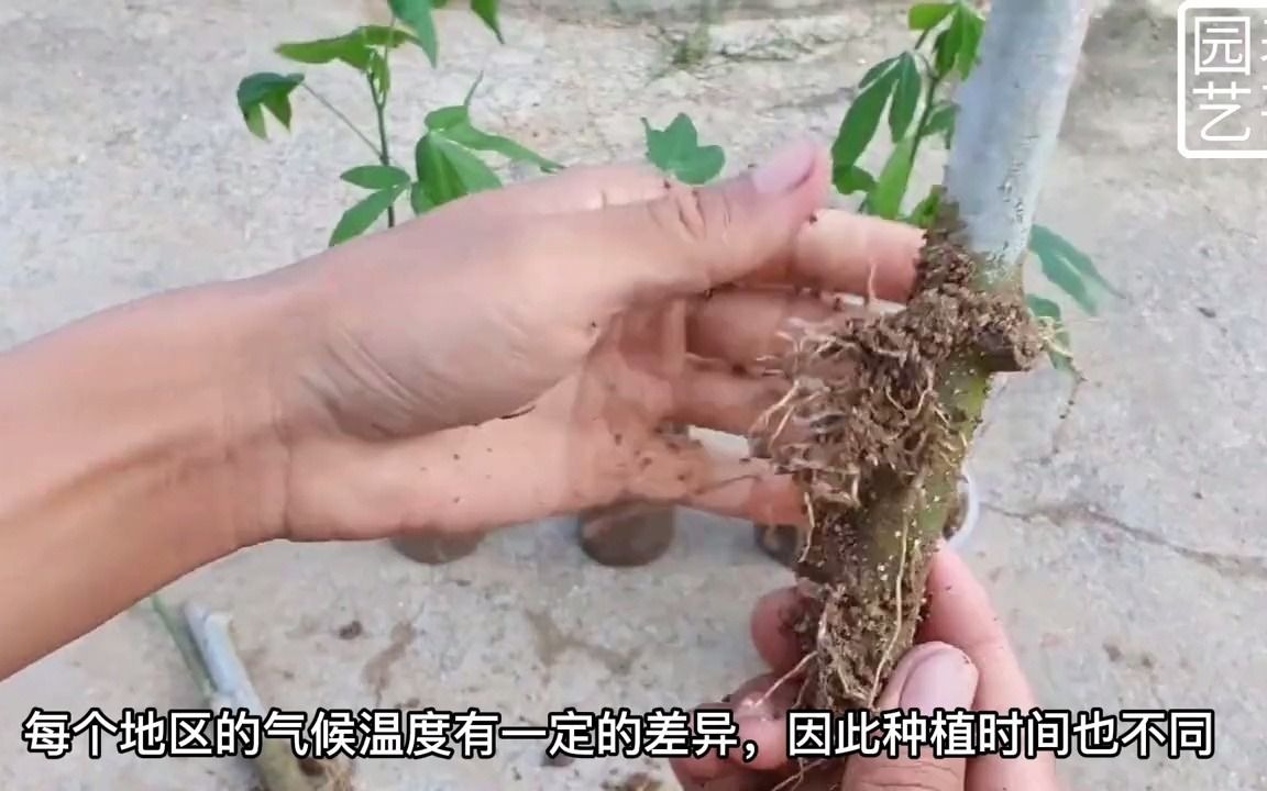 【聊三农】在家怎样种植木薯原来这么简单一起来去看看吧哔哩哔哩bilibili