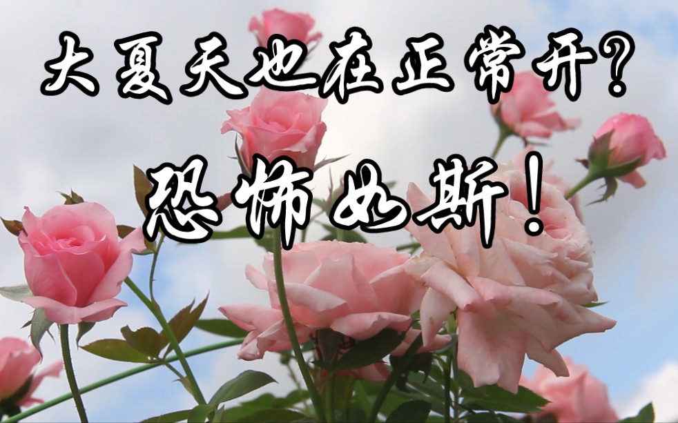 [图]【耐热挑战】夏天正常开！传世芳华（女人遗产）广东夏花表现及介绍