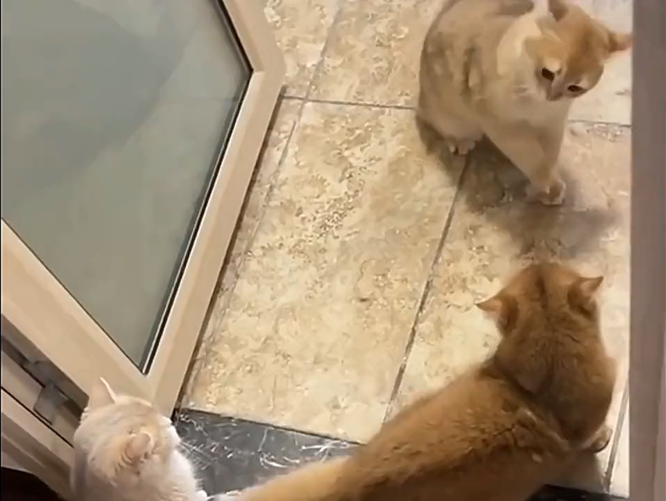 泰森猫的钟式摇摆