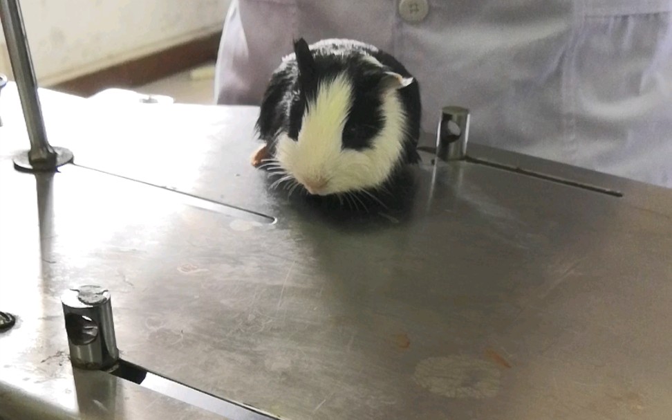 实验室的豚鼠感谢它为医学做贡献