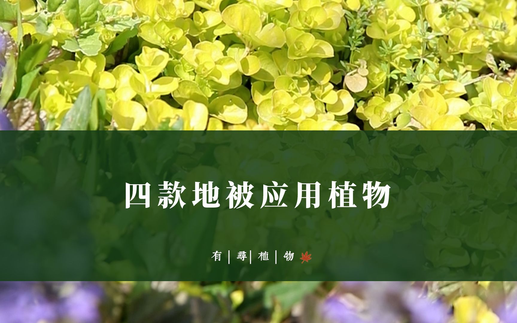 [图]四款地被应用植物