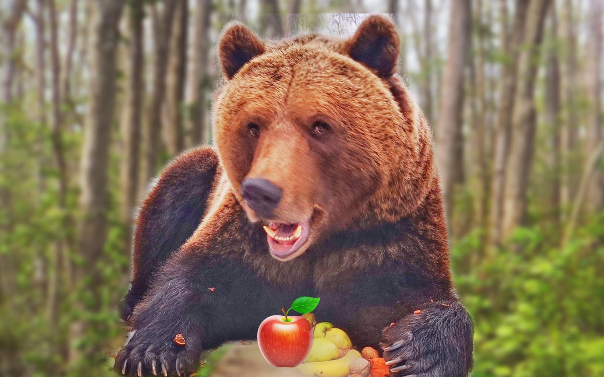 不要绿苹果要红苹果大棕熊苏尔挑食了