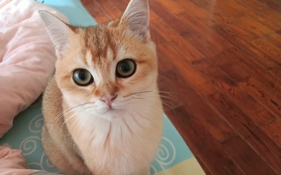 我家的可爱,粘人猫咪十七