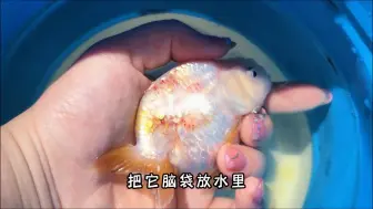 Download Video: 把兰寿炸鳞的鳞片拔掉了