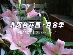 Descargar video: 三月种花五六月赏花，关于江浙沪百合我想说