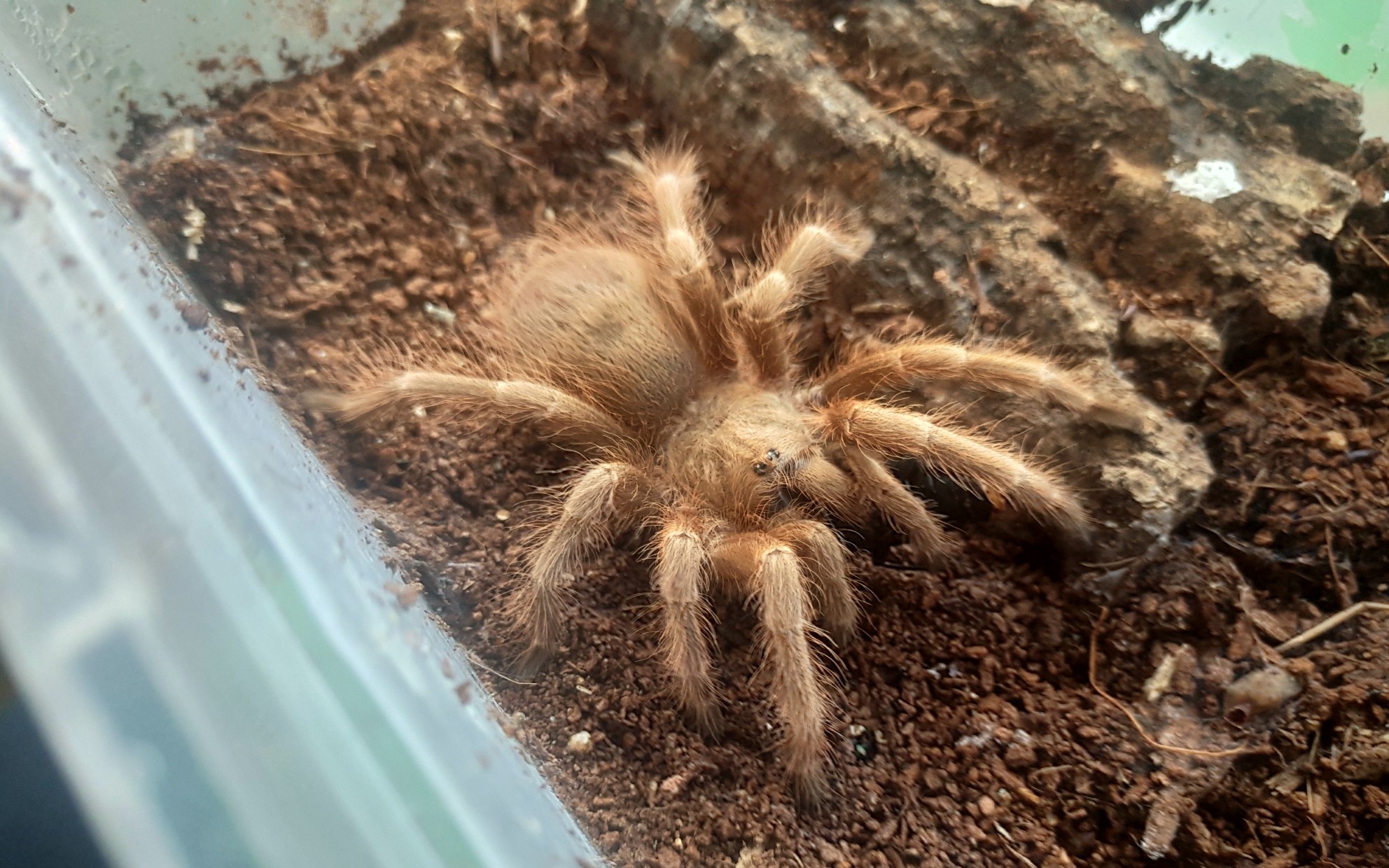 nhandu vulpinus巴西巨人金毛捕食大麦