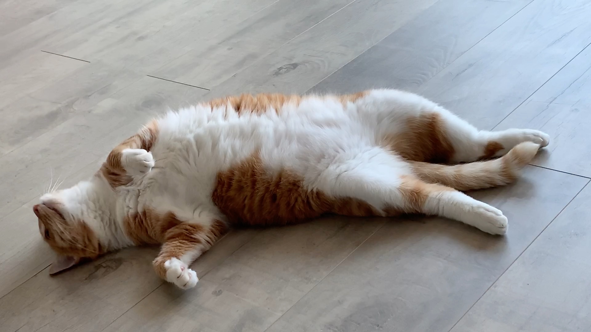 可爱小猫咪在线翻身