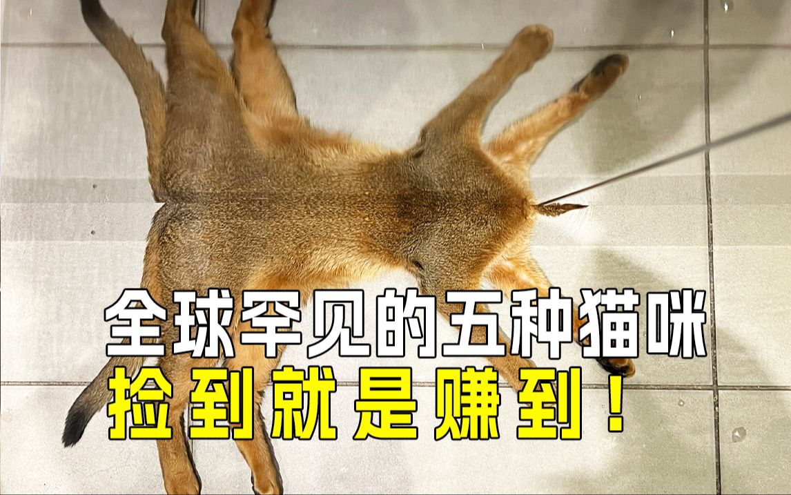 𐟐𑥅觐ƒ罕见5种猫咪,一睹为快❗️哔哩哔哩bilibili