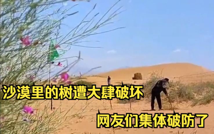 [图]沙漠里的树遭大肆破坏，网友们集体破防了