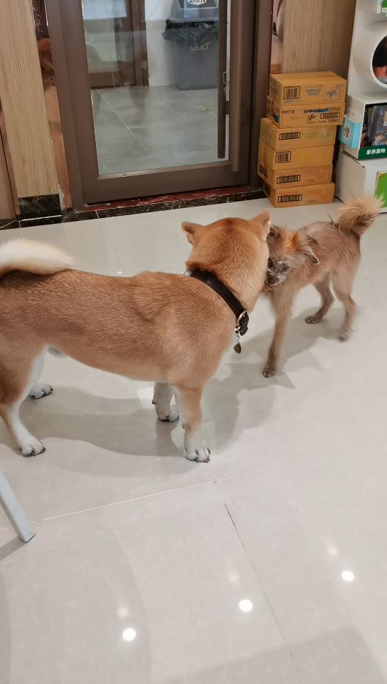 柴犬|中华田园犬|优美的音乐配激烈的场面