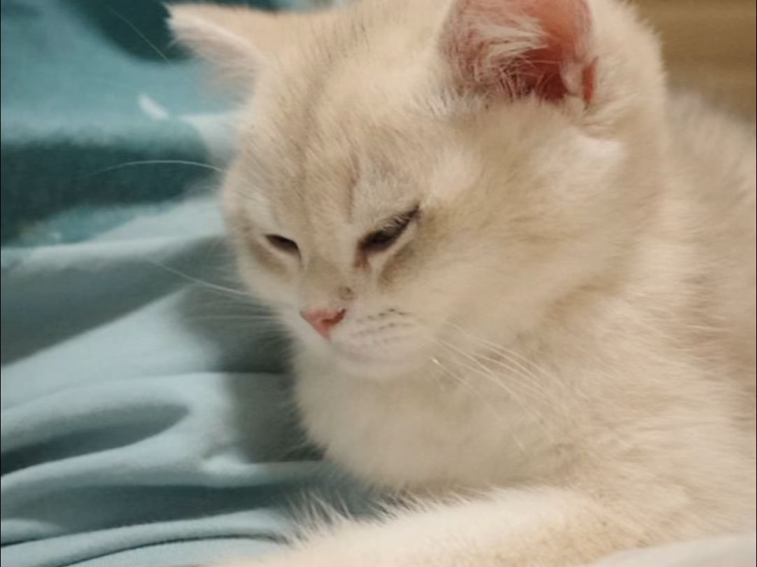 小猫猫趴在腿上睡意绵绵