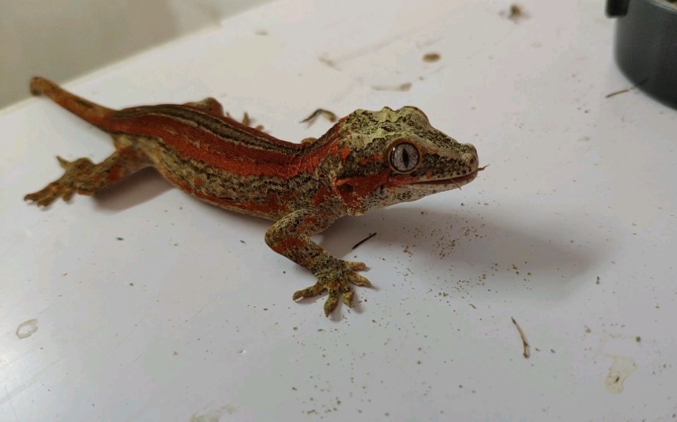 【盖勾亚守宫】吃蟋蟀咯