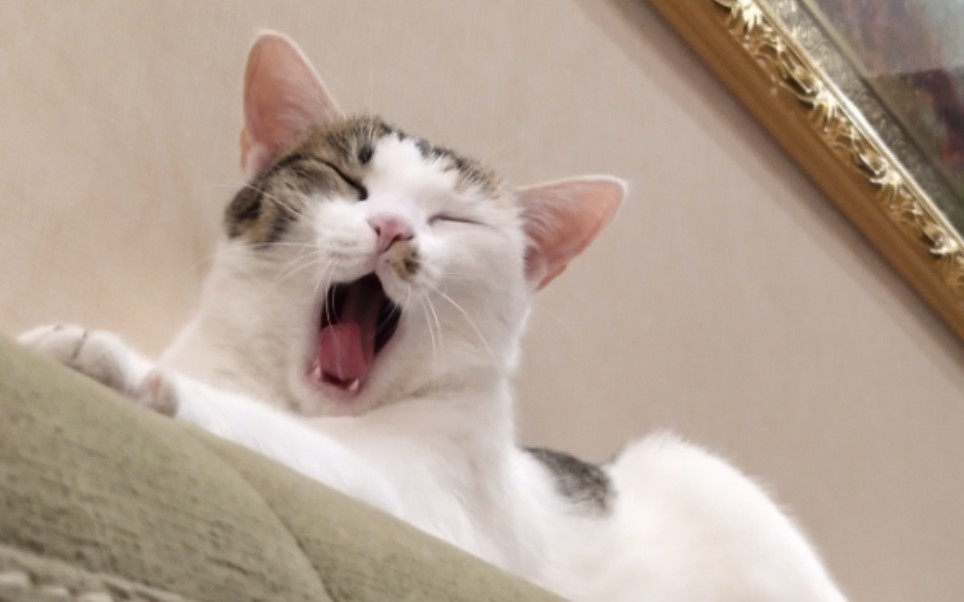 睡醒咪猫舔手手日常