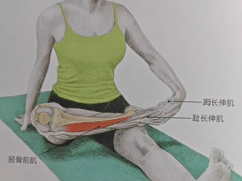 胫骨前肌拉伸训练,长期久站走路人群,运动拉伸训练书籍推荐