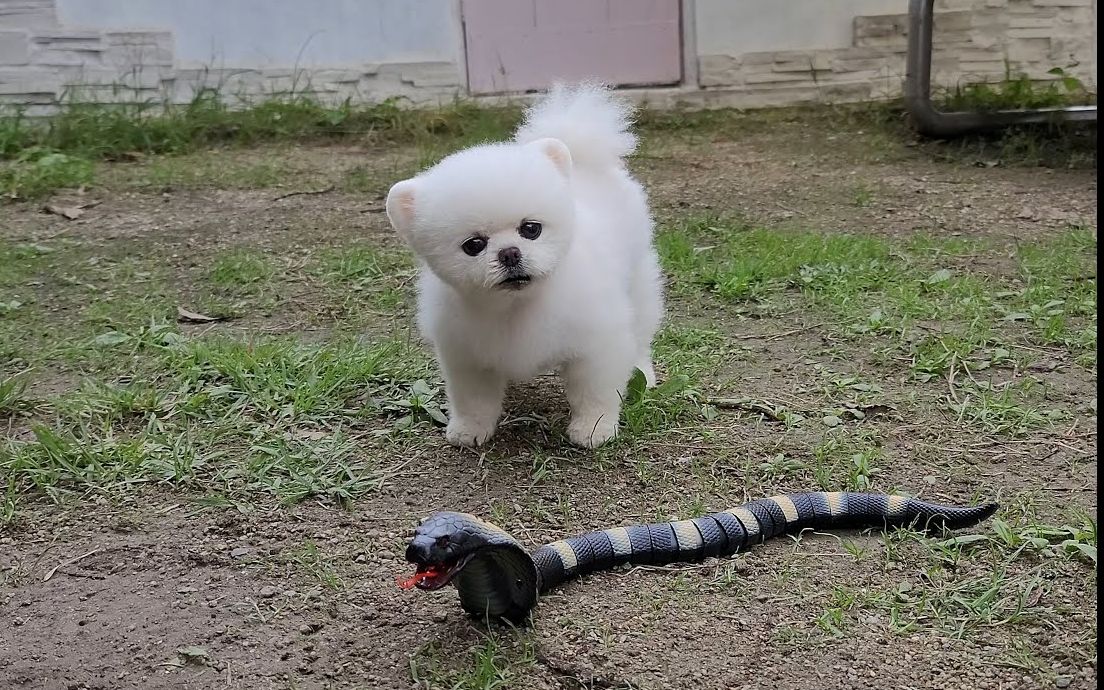 院子里来了一条蛇,博美狗勾会是什么反应呢?_哔哩哔哩_bilibili