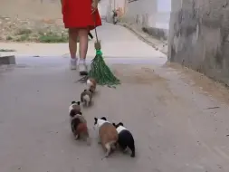 Скачать видео: 一群跟屁虫荷兰猪