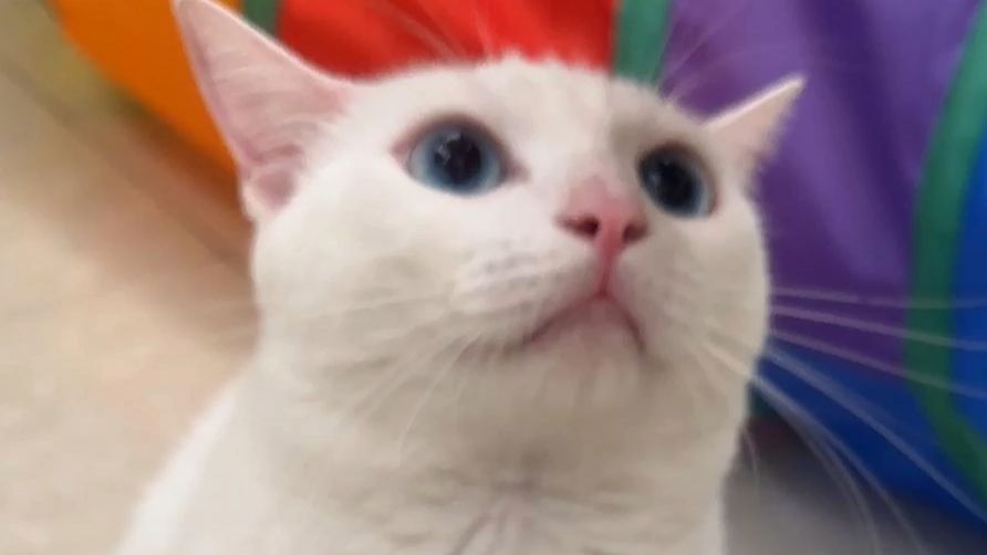 如何判断你的猫是不是烤肠！