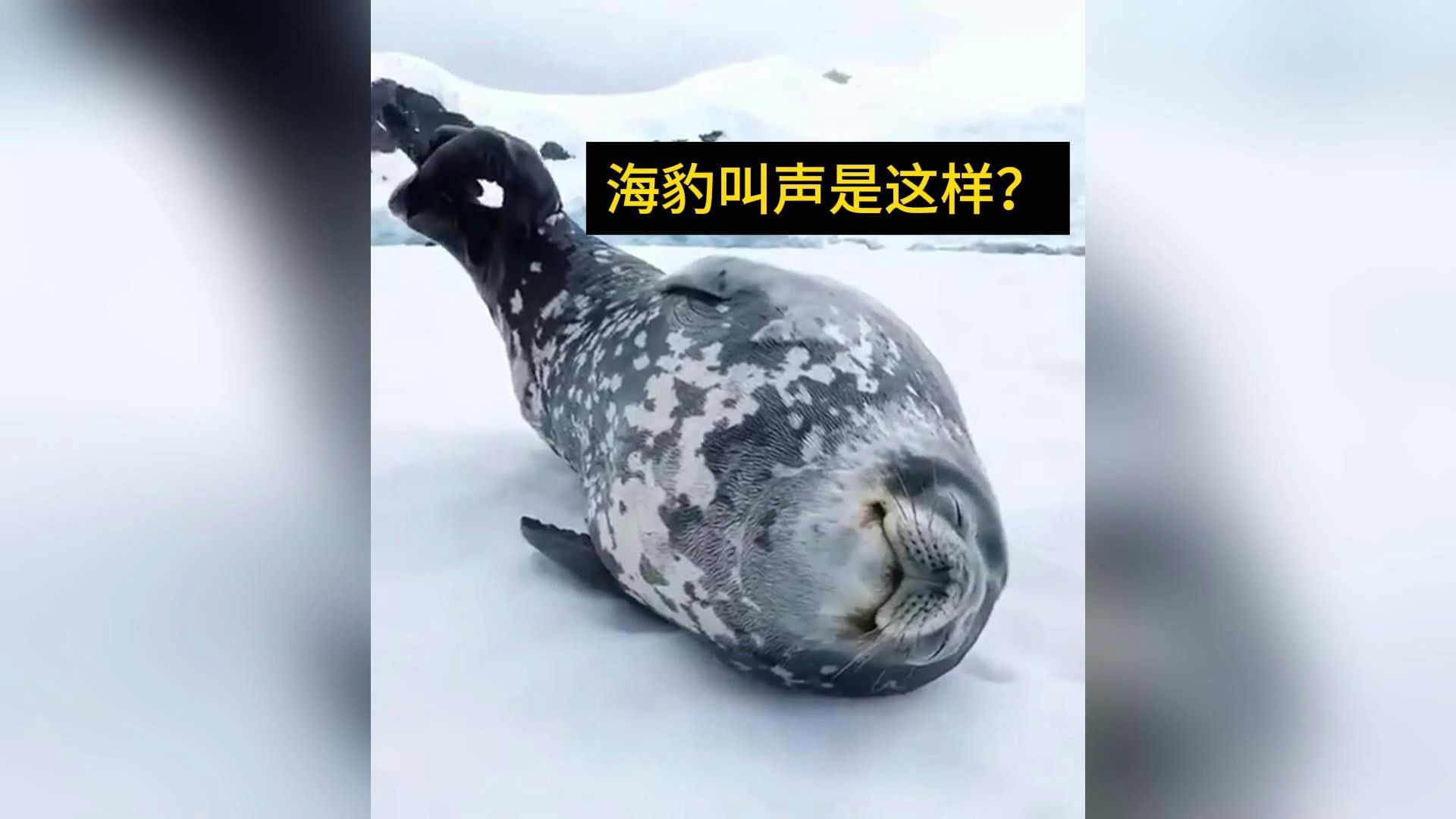 海豹叫声居然这么可爱?可爱!