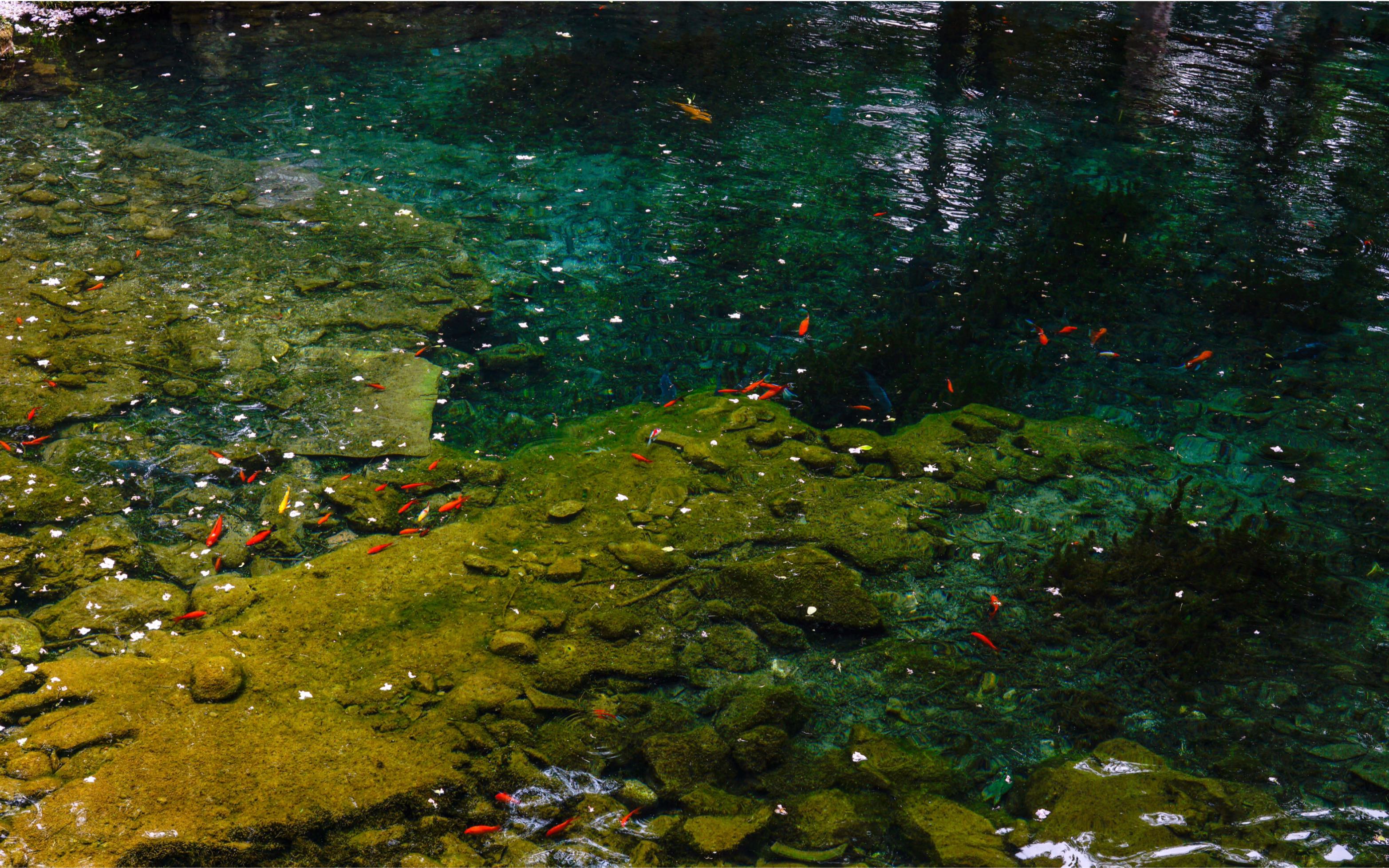 冒着手机进水的危险拍摄的水下世界效果还算满意