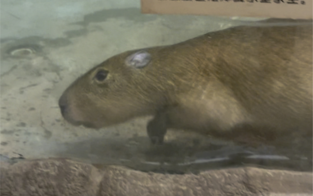 豚豚拉臭臭被偷亲该怎么破!