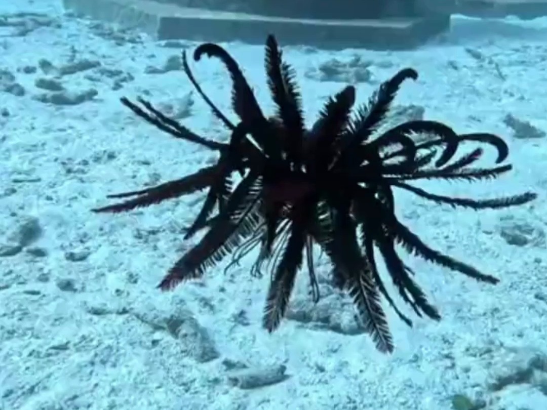 海羽星一种古老的海洋生物