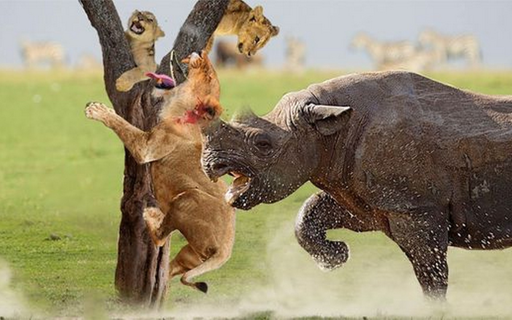 动物世界:发怒犀牛攻击狮子