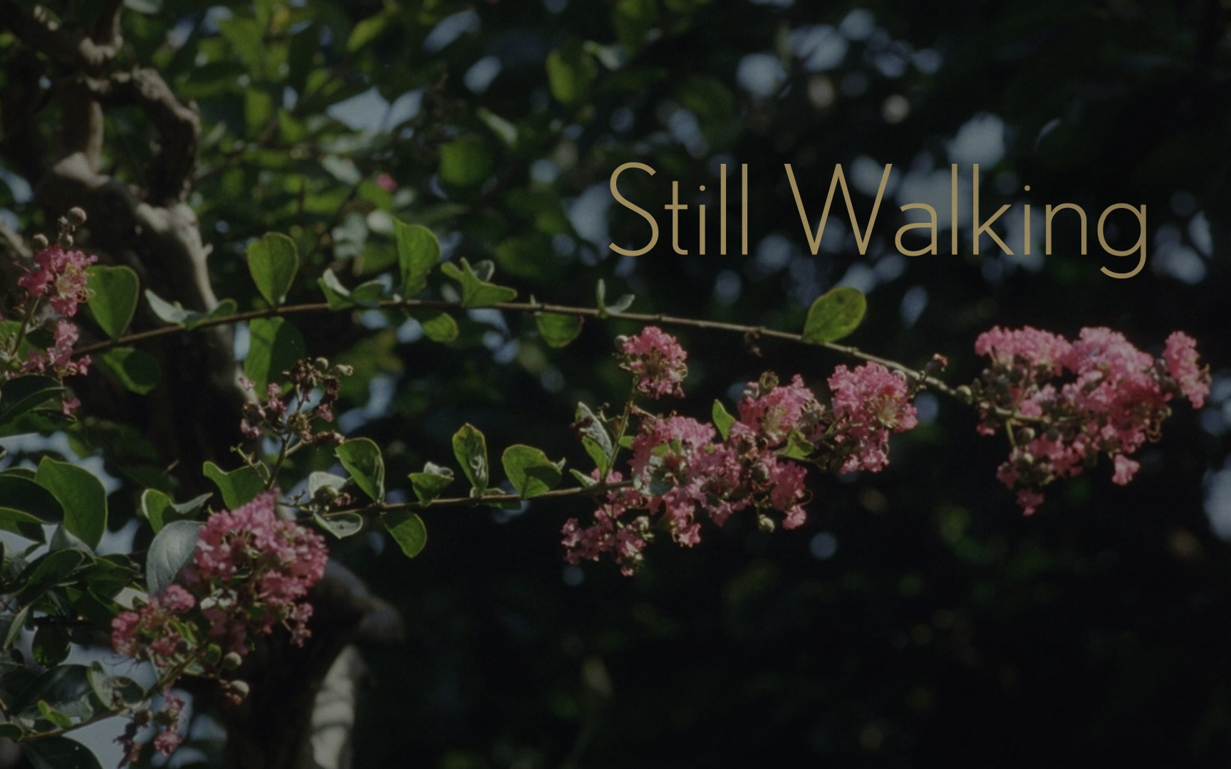 [图][花絮合辑]歩いても 歩いても（Still Walking）-步履不停