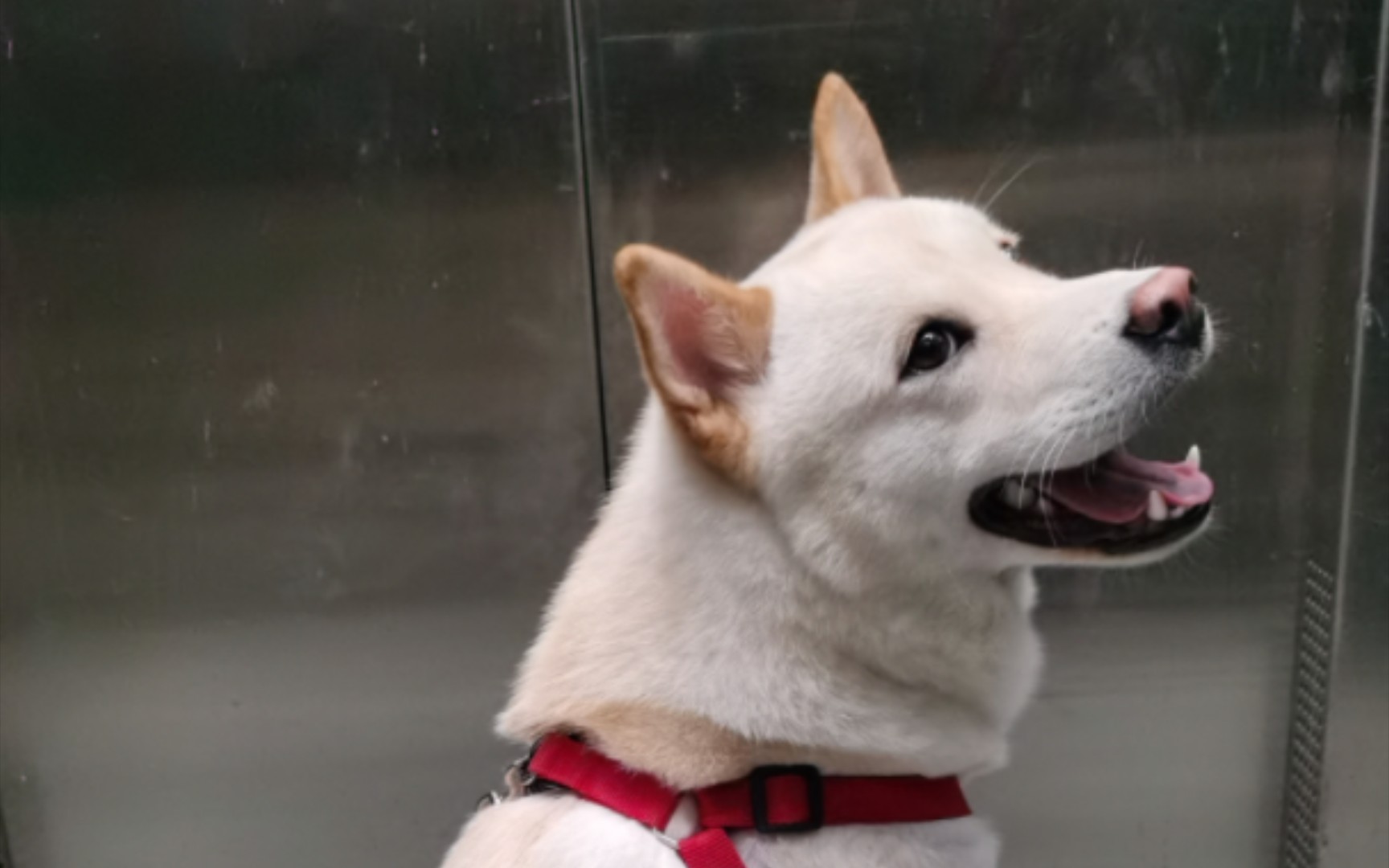 好耶,小狗我呀终于可以出去玩了!