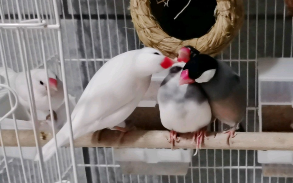 文鸟大型左拥右抱现场樱文鸟直呼hold不住