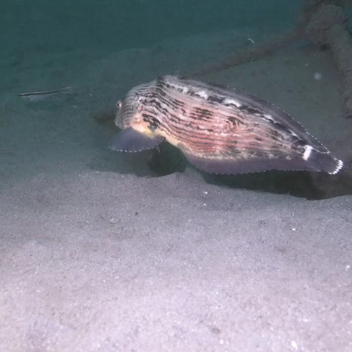 近岸产卵的狮子鱼和黑白关刀苗子,紫津浦.原视频由japanmarineclub发布在ins上哔哩哔哩bilibili