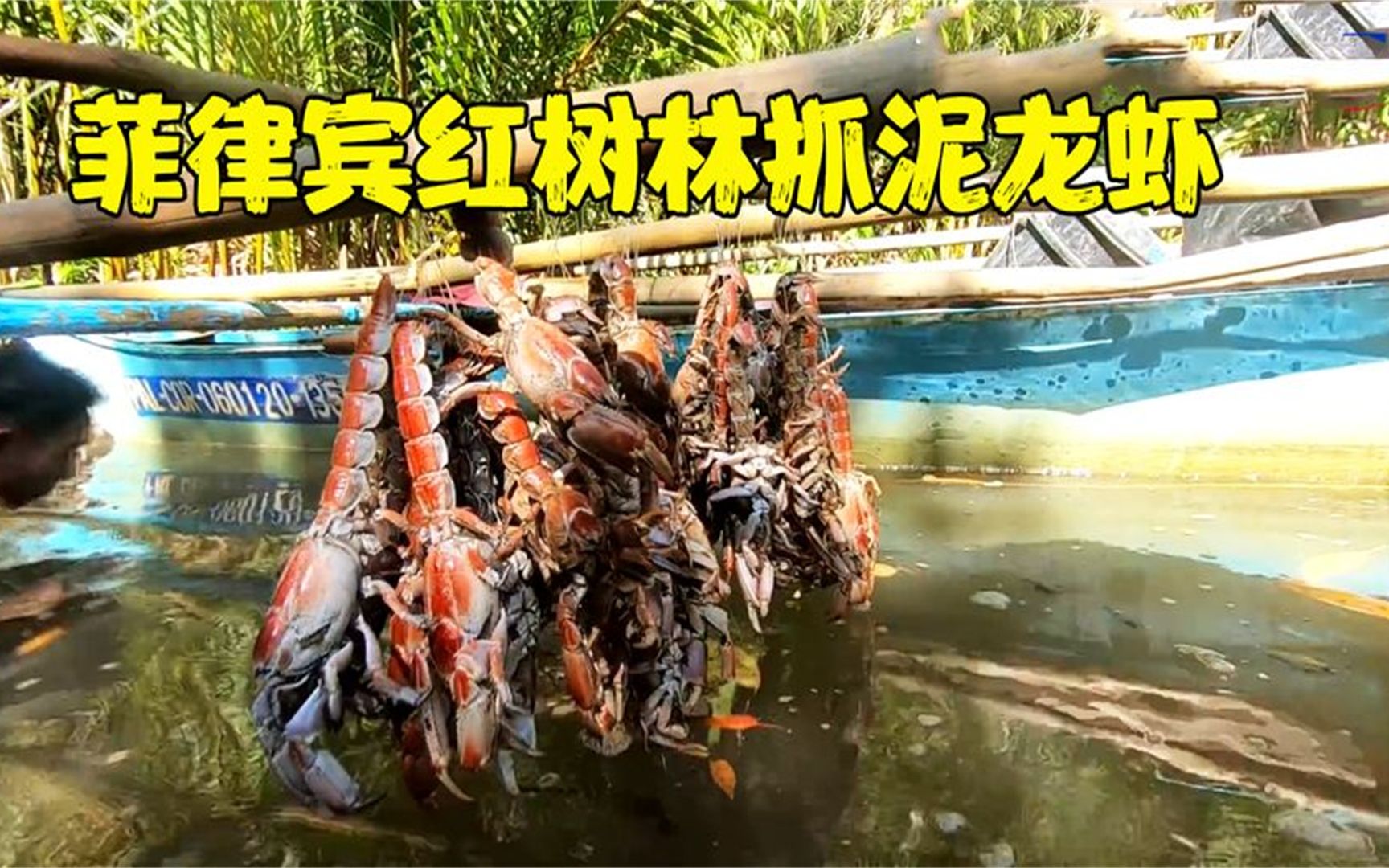 菲律宾红树林里抓泥龙虾,秘制药水倒进洞里,一天能抓好几桶哔哩哔哩bilibili