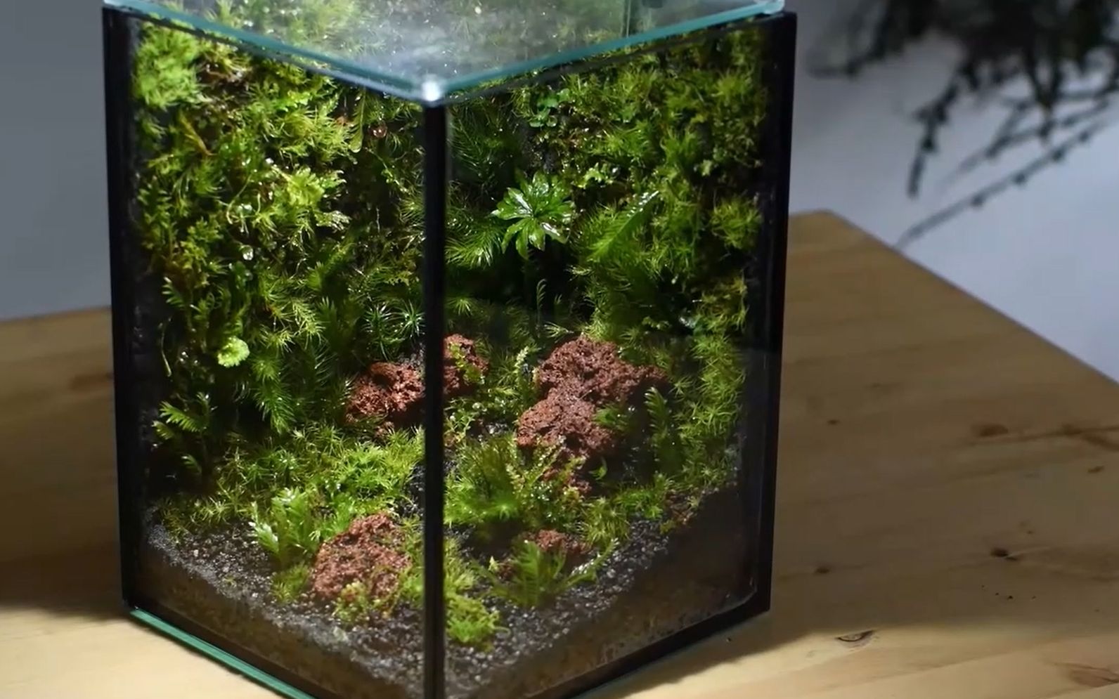 这个苔藓造景的方式很新颖,有get到新技能!