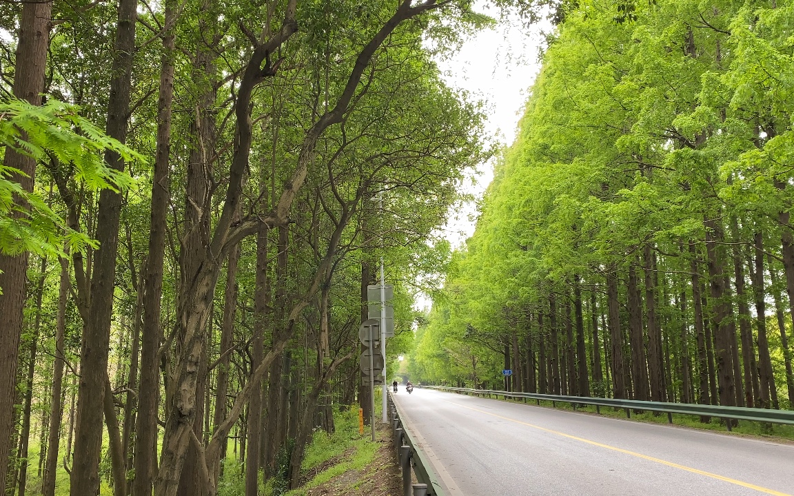 活动  上海最美公路觉醒了—沪杭公路旁的杉树绿得出水.
