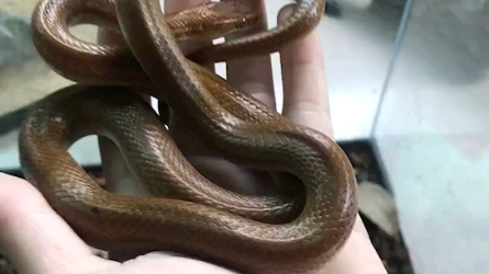 褐屋蛇 亚成体 cb