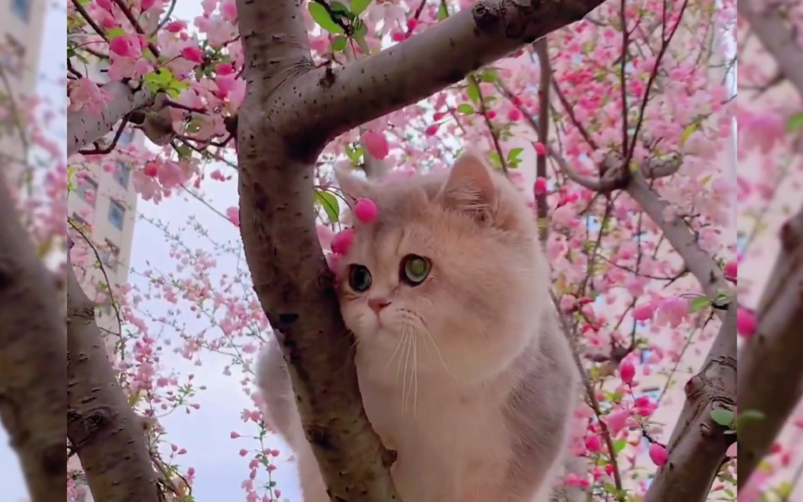 武陵猫以捕鱼为业-《桃花源记》 猫咪版!