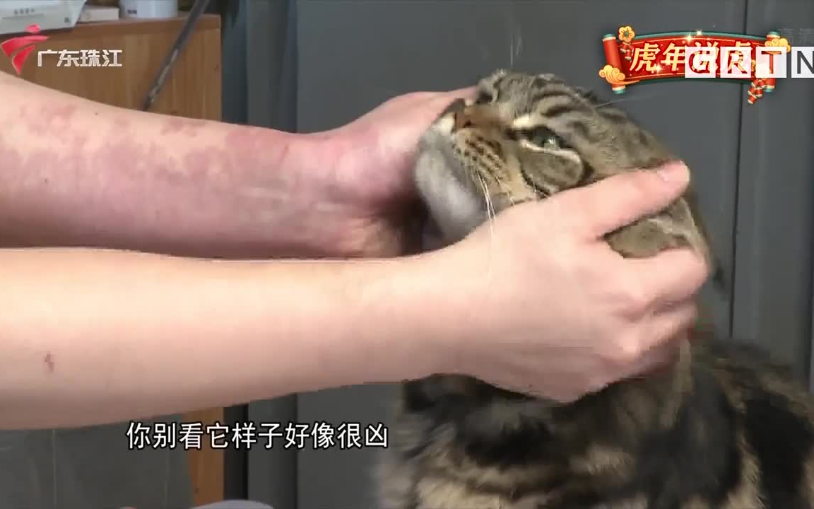 【粤语新闻】越来越火的“猫咪经济”哔哩哔哩bilibili