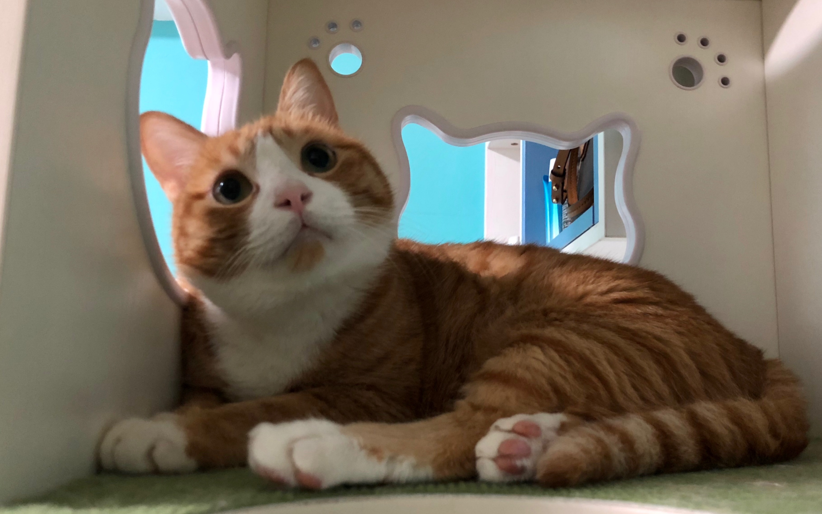 咪猫超级超级爱妈妈哟6108516108101072