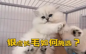 Tải video: 第一视角教你撸猫：如何挑选银点长毛猫；怎么看银点长毛品相